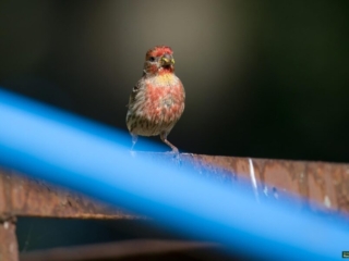 BoR Photo Gallery -- 06-11-2024 -0551920 A small bird with red and brown feathers is perched on a rusted metal surface with blurry blue lines crossing the foreground.
