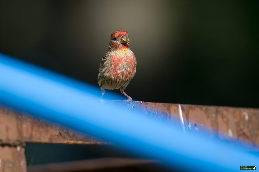 A small bird with red and brown feathers is perched on a rusted metal surface with blurry blue lines crossing the foreground.