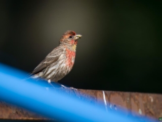 BoR Photo Gallery -- 06-11-2024 -0561920 A small bird with a red-orange chest and grey-brown feathers is perched on a wooden surface, holding a seed in its beak. Blue lines are blurry in the foreground.