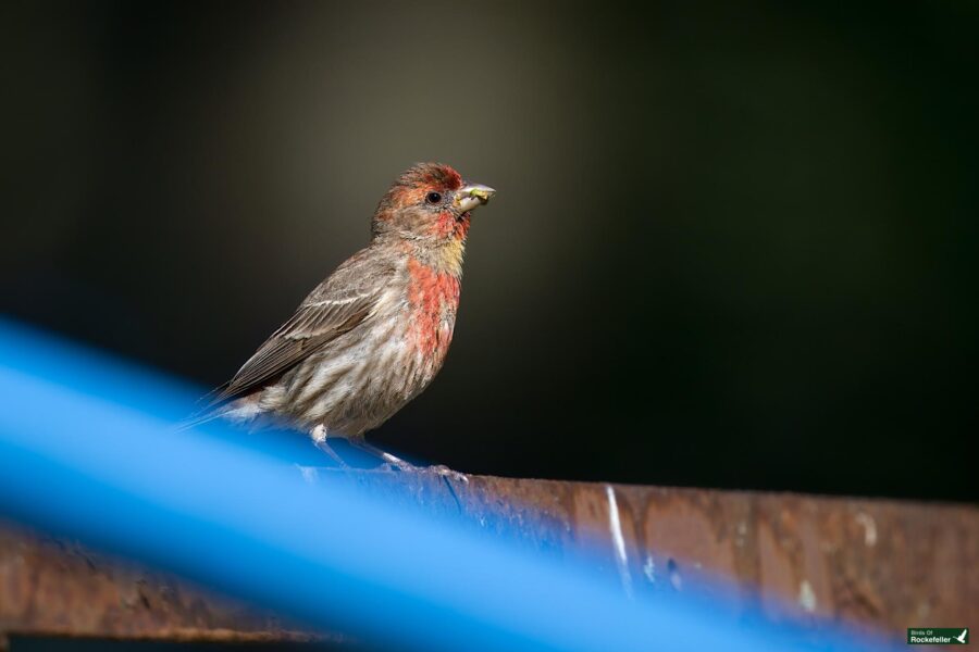 A small bird with a red-orange chest and grey-brown feathers is perched on a wooden surface, holding a seed in its beak. Blue lines are blurry in the foreground.