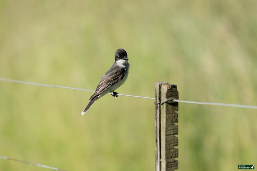 A small bird with a black and white coloration perches on a thin wire fence against a blurred green background.