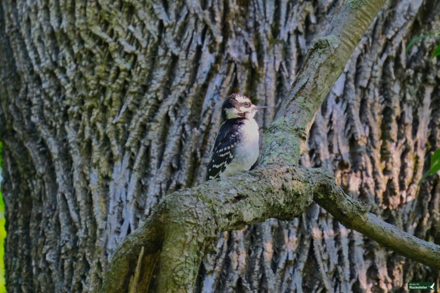 A small woodpecker perches on a curved branch in front of a textured tree trunk.