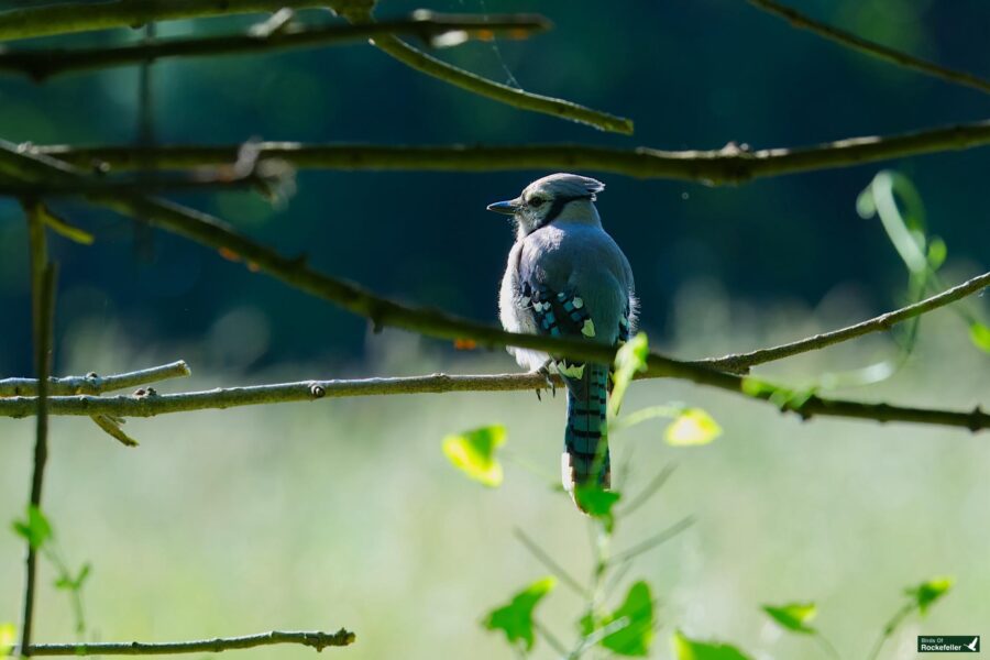 A bird with blue and white feathers perches on a branch with green leaves and blurred greenery in the background.