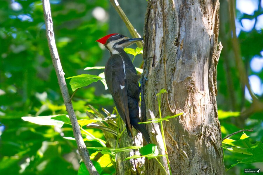 A Pileated Woodpecker with a red crest is perched on the trunk of a tree in a forested area.