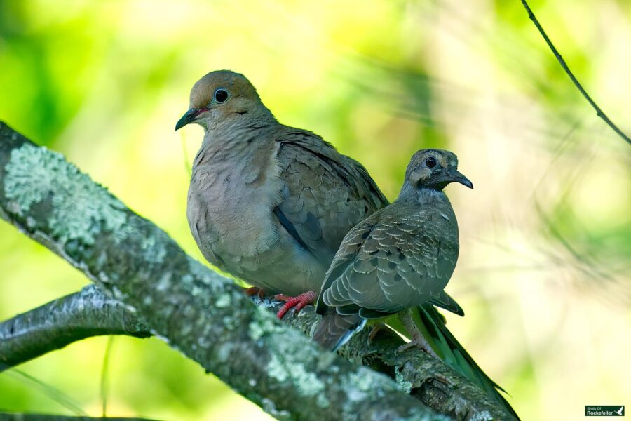 Two mourning doves perched on a branch against a blurred green background; one is larger and fluffier while the other appears smaller and more streamlined.