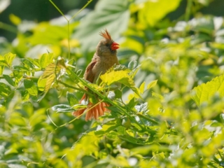 BoR Photo Gallery -- 06-20-2024 -0621920 A bird with a reddish crest and plumage sits atop green foliage, partially obscured by leaves, in a sunny outdoor setting.