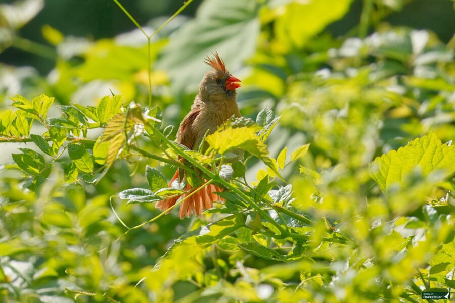 A bird with a reddish crest and plumage sits atop green foliage, partially obscured by leaves, in a sunny outdoor setting.