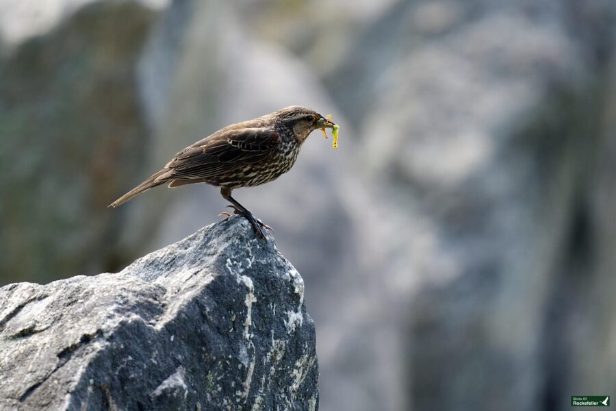 A bird perched on a rock holds a green insect in its beak. The background is blurred with natural tones.