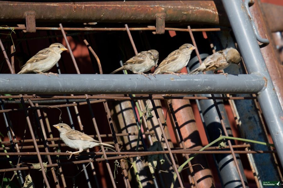 Five birds perched on rusty metal bars and pipes, with one bird on a lower bar, basking in sunlight.