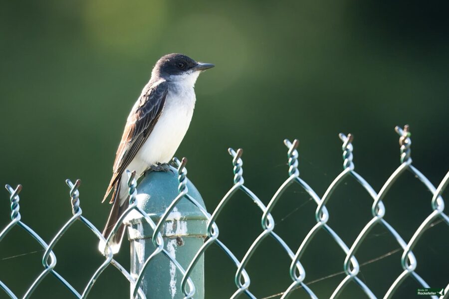 A small bird with a black head and white underparts is perched on a green metal fence post against a blurred green background.