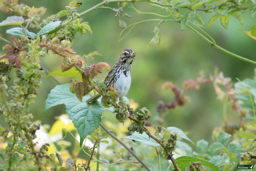 A small brown and white bird perched on a leafy branch surrounded by greenery. The bird has a spotted chest and appears to be looking directly ahead.