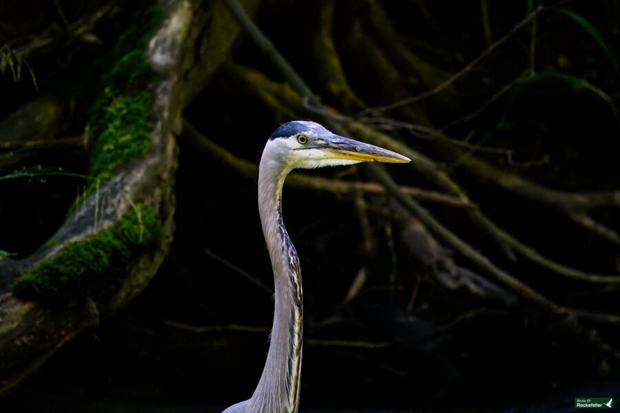 A close-up view of a heron standing against a background of dark, tangled branches and moss-covered tree limbs.