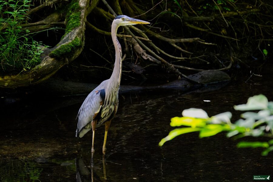 A heron standing in shallow water surrounded by greenery and fallen tree branches.