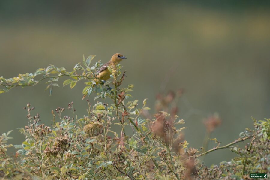 A small bird with yellow and brown plumage perches on a leafy branch in a natural setting, with a blurred background.