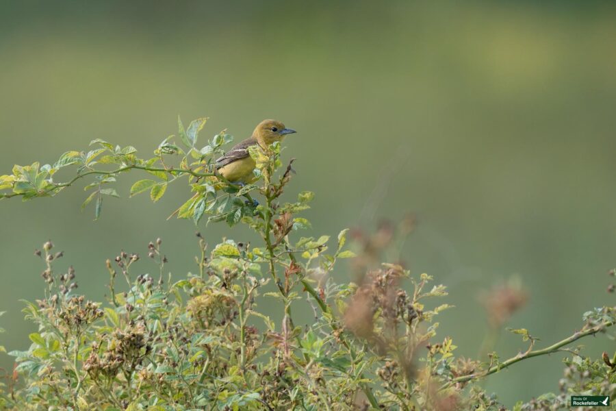 A small bird with green and yellow plumage perches on a branch amidst green foliage, against a blurred natural background.