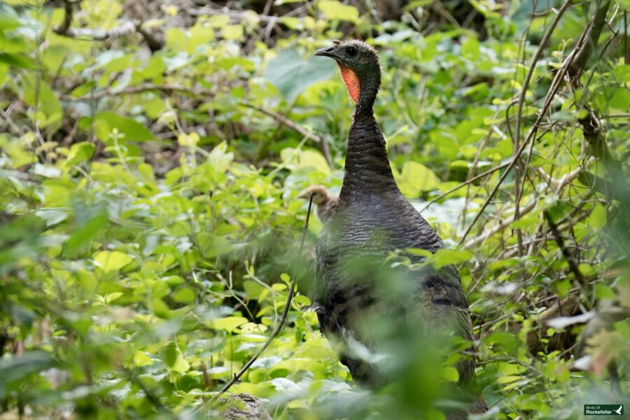 A wild turkey stands alertly amidst dense green foliage in a forest or jungle setting.