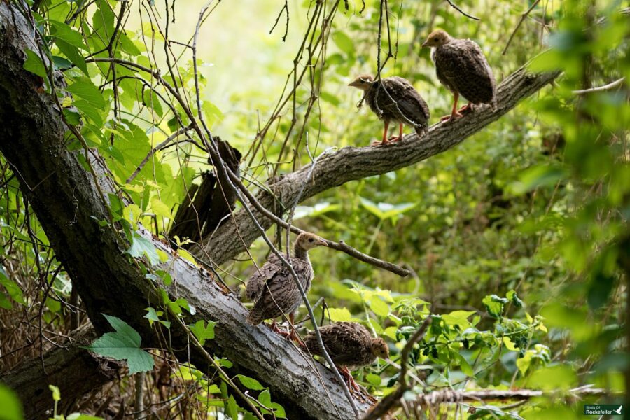 Four birds perch on a tree branch surrounded by lush greenery.