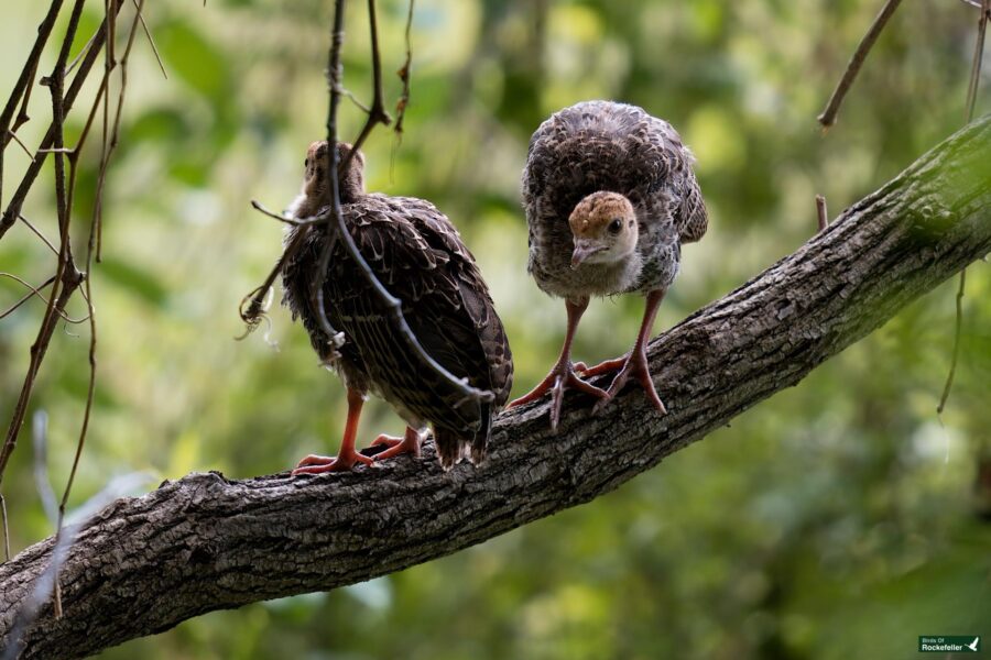 Two young birds perched on a tree branch in a lush green environment. One bird faces forward while the other looks to the side.