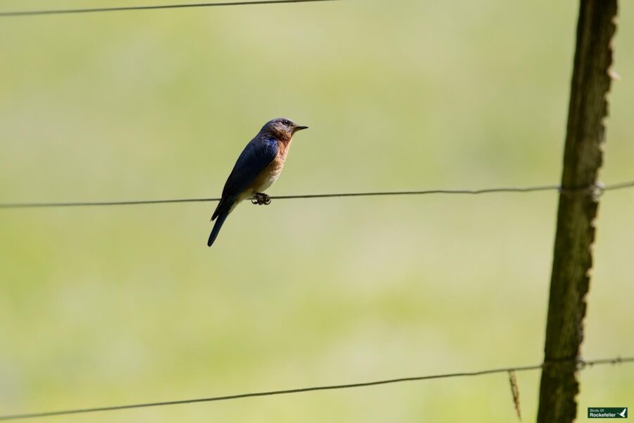 A small brown and blue bird is perched on a wire fence against a blurred green background.
