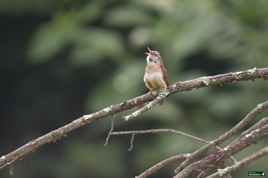 A small bird sits on a lichen-covered branch, with its beak open as if singing, against a blurry green background.