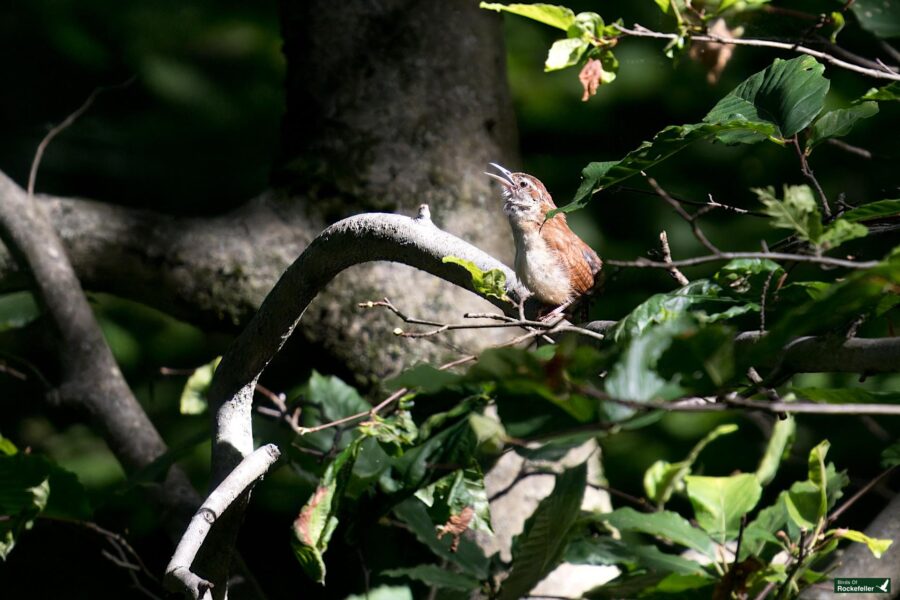 A small bird with brown and beige plumage is perched on a tree branch, surrounded by green leaves, singing with its beak open.