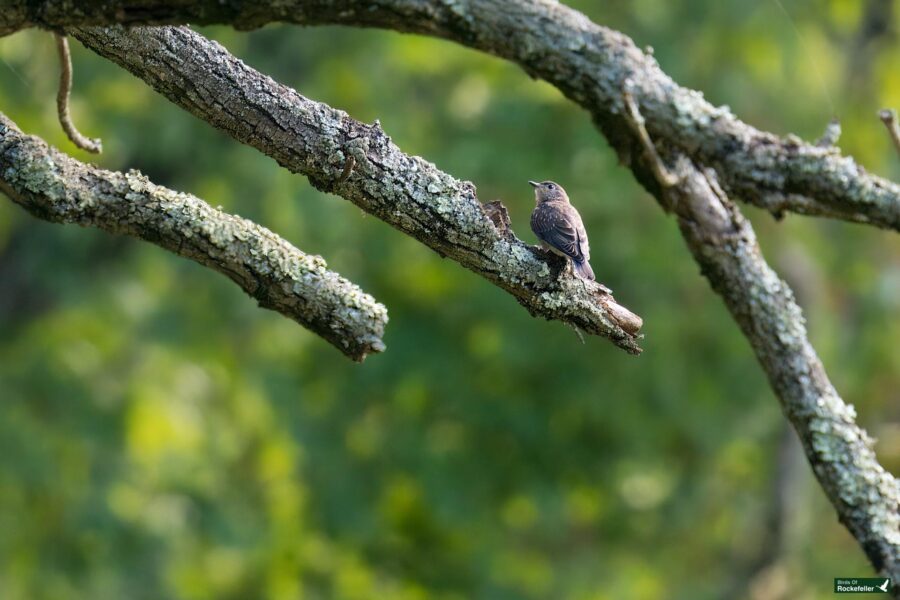 A small bird perches on a lichen-covered branch against a backdrop of green foliage.