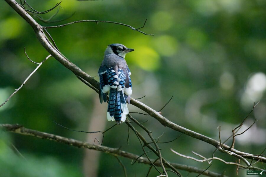 A blue jay with striking blue and white plumage perches on a slender, bare tree branch against a blurred green background.