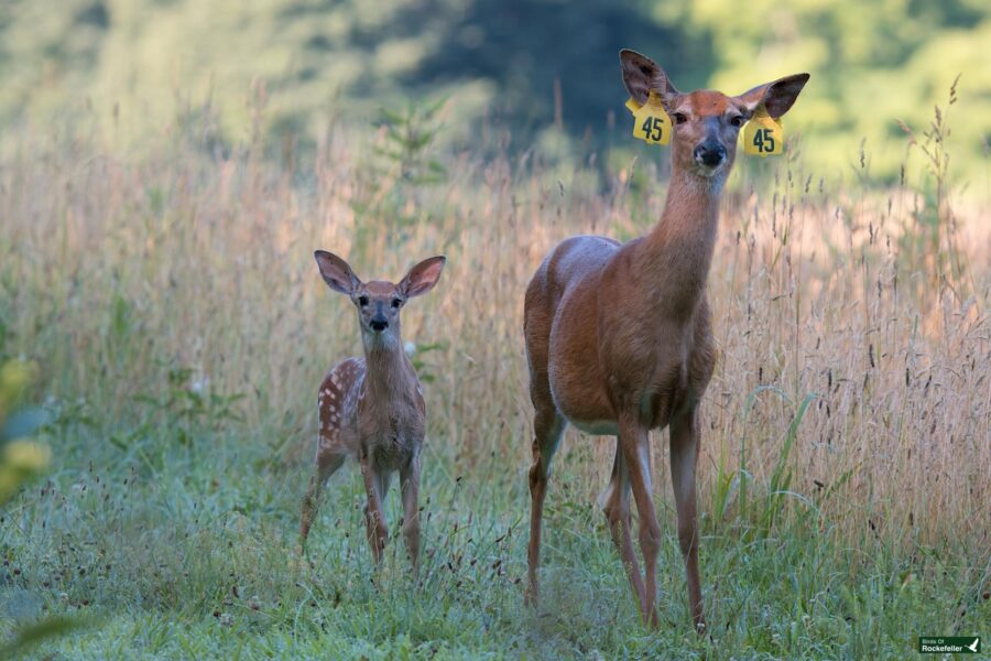 A female deer and a fawn with tag number 45 on the female's ears stand in a grassy field.
