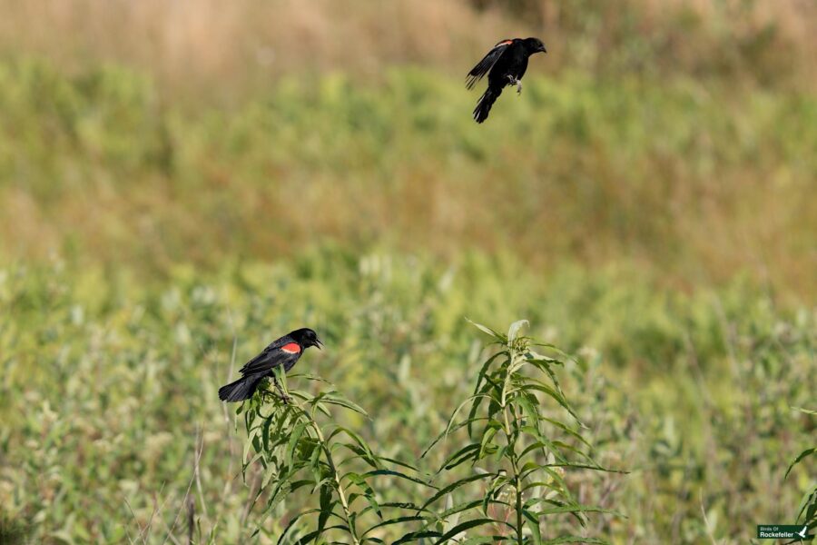 Two black birds, one perched on a plant and the other in mid-flight, in a field with green vegetation and a blurred brown background.