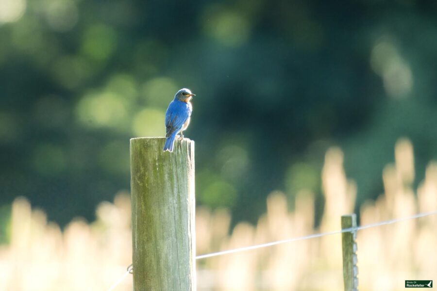 A blue bird is perched on a wooden post in a sunlit outdoor setting with a blurred background.