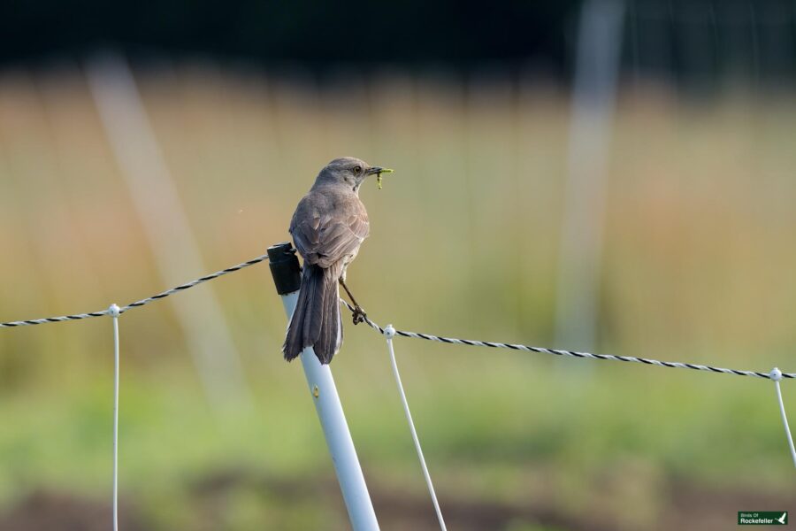 A bird is perched on a metal pole holding an insect in its beak. Wire fencing and a blurred field are visible in the background.