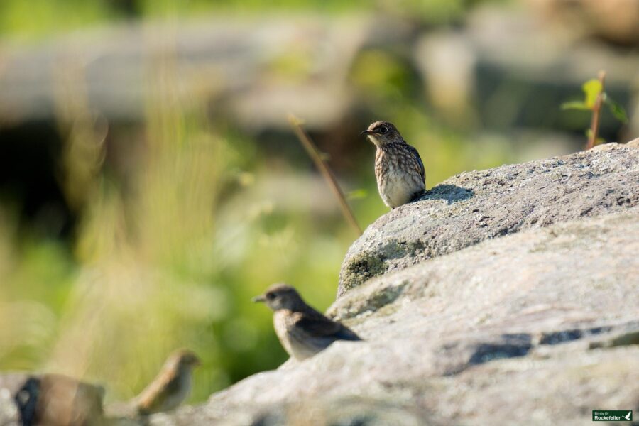 Three small birds perched on rocks in a natural outdoor setting with blurred grassy background.