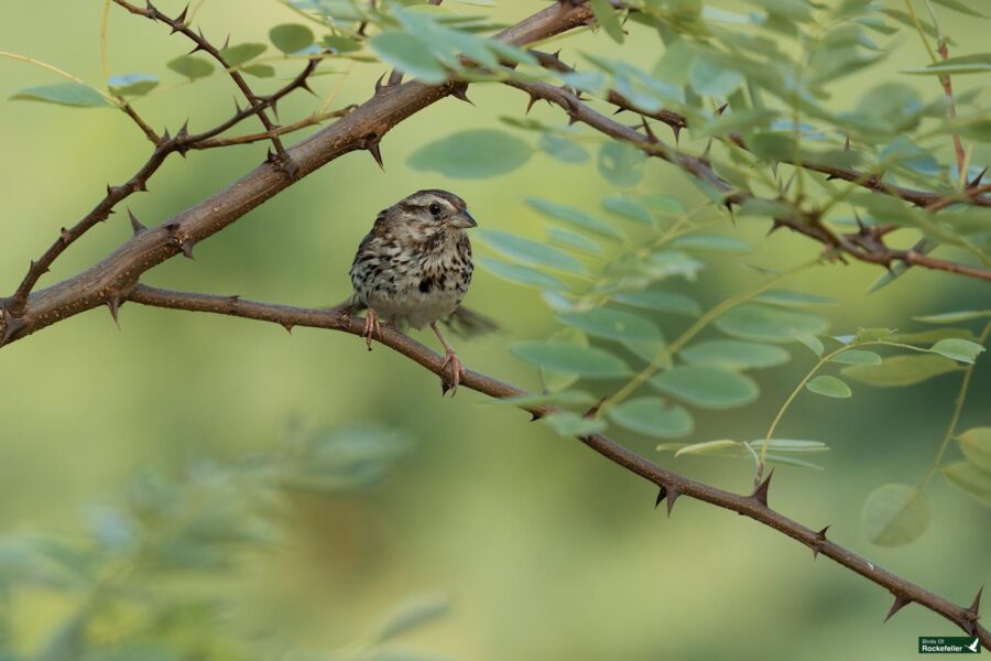 A small bird with brown and white speckled feathers sits on a thorny branch, surrounded by green leaves.