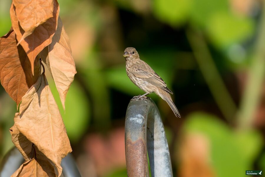 A small brown bird perches on a metal bar surrounded by green foliage and an adjacent large dried leaf.