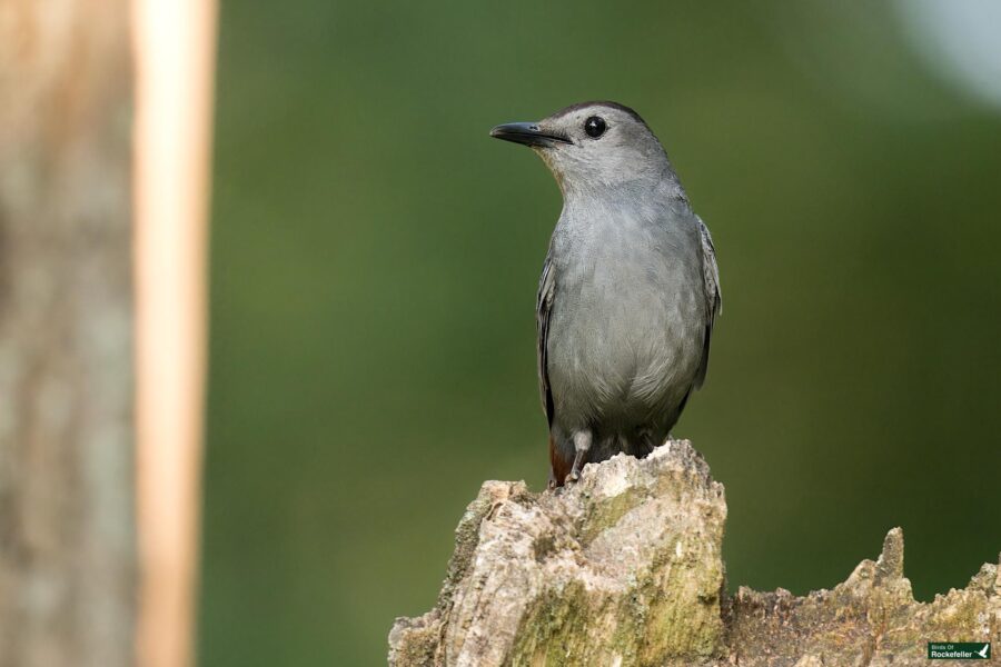 A small gray bird is perched on a tree stump against a blurred green background.