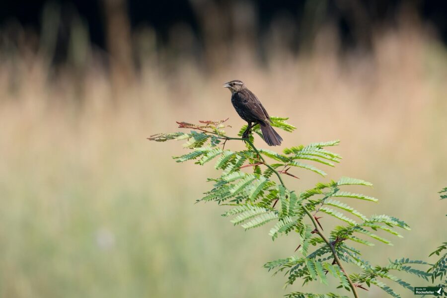 A small bird with brown and black feathers perched on a green branch against a blurred nature background.