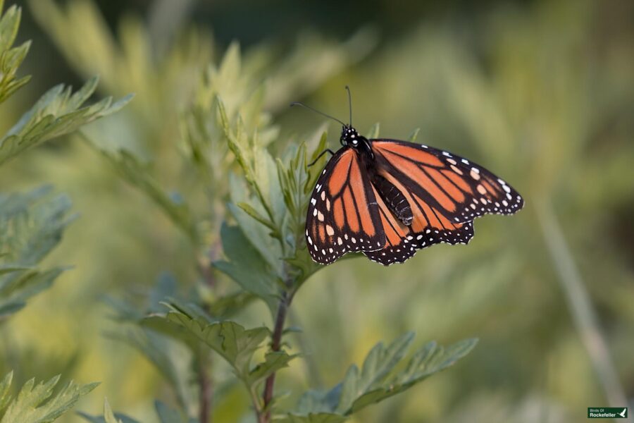 A monarch butterfly with orange and black wings rests on a green plant against a blurred natural background.