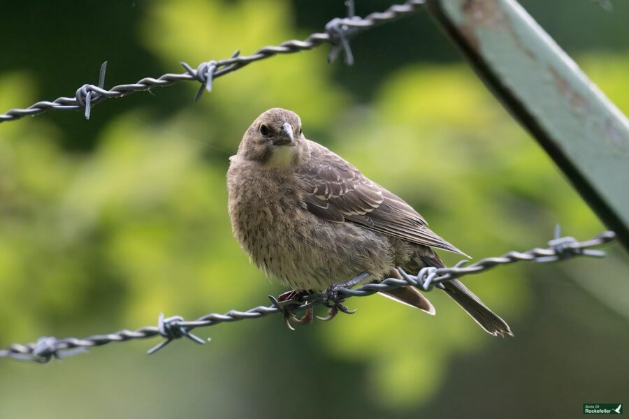 A small brown bird with speckled feathers perches on a barbed wire fence against a blurred green background.