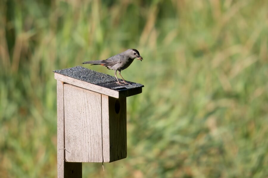 A small bird stands on the roof of a wooden birdhouse, holding an insect in its beak, with a blurry green background.