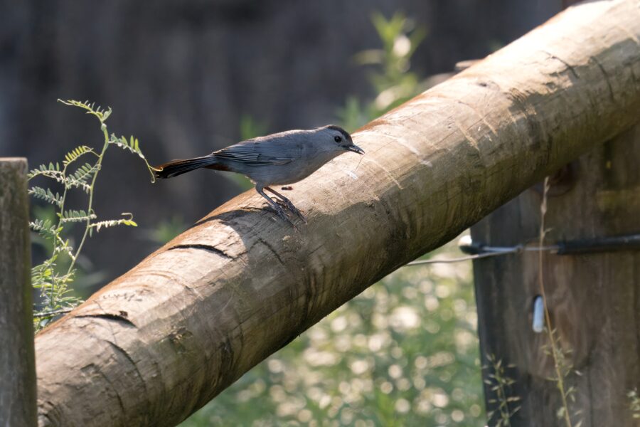 A small bird with grey feathers is perched on a wooden beam outdoors, with greenery in the background.