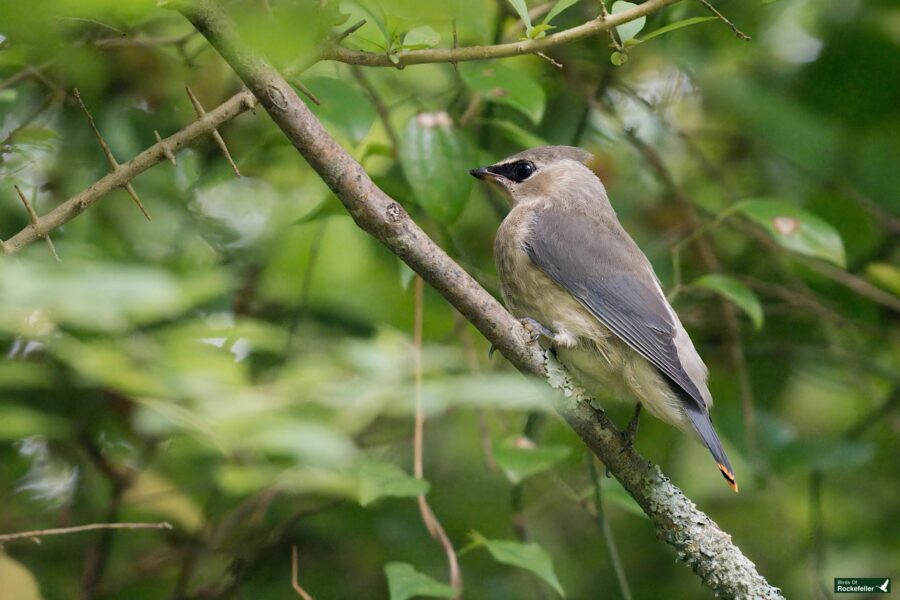 A small bird with gray and brown feathers perches on a branch in a dense, leafy forest setting.