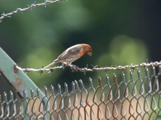 BoR Photo Gallery - HOUSE FINCH - 07-22-2024 -0091920 A small bird with a reddish head and brownish body perches on a barbed wire above a chain-link fence with a green blurred background.