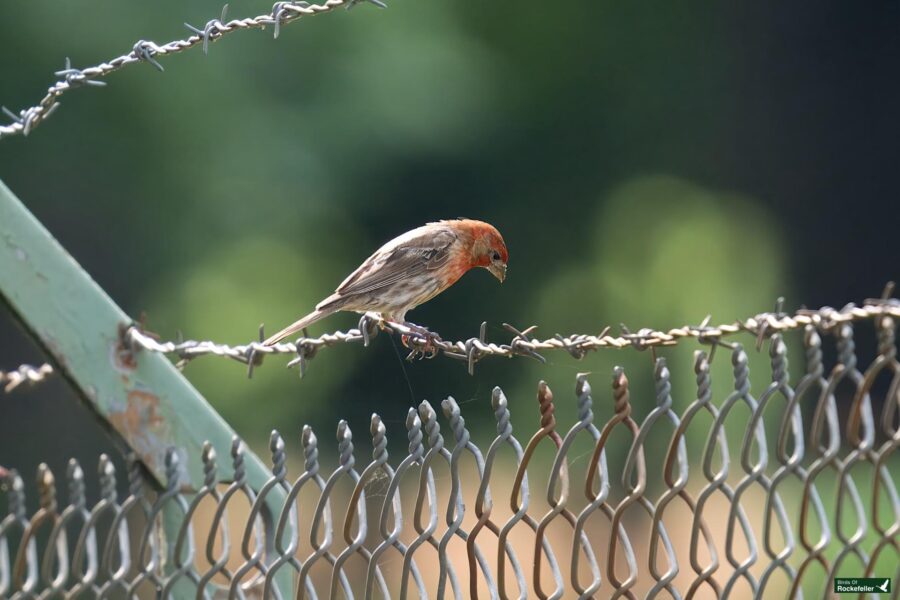 A small bird with a reddish head and brownish body perches on a barbed wire above a chain-link fence with a green blurred background.