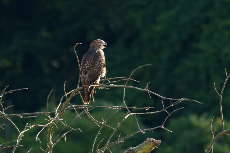 A hawk perched on a bare tree branch against a backdrop of dense green foliage.