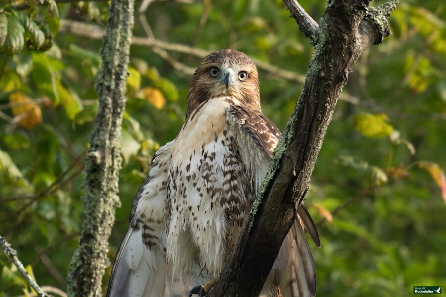 A hawk with brown and white feathers perched on a tree branch in a forested area with green foliage in the background.