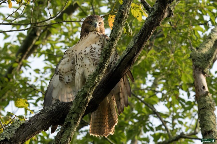 A hawk with brown and white feathers perched on a mossy tree branch amidst green leaves.