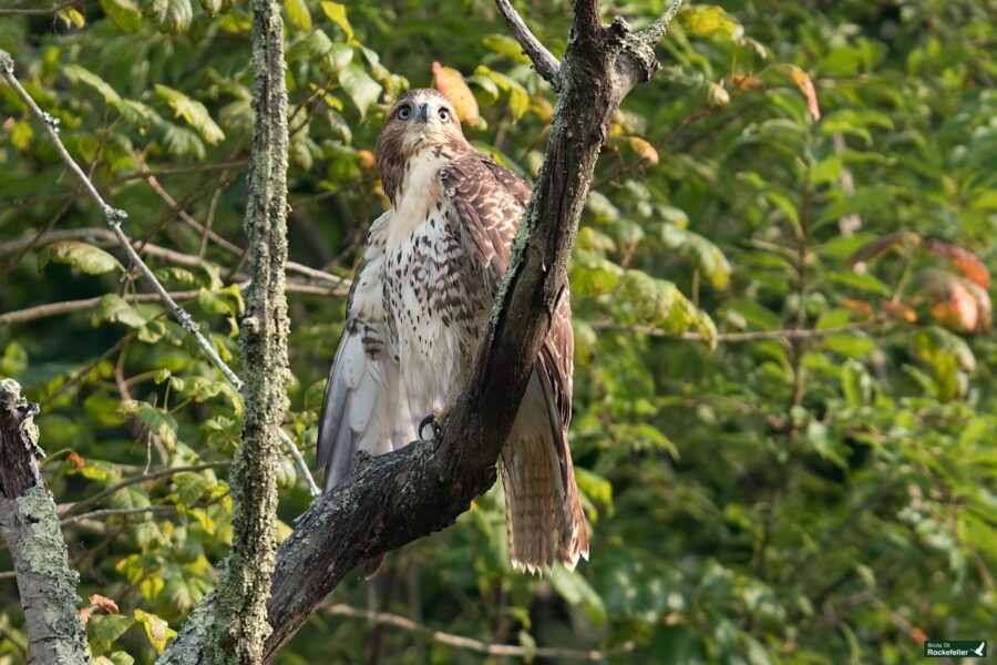 A hawk with brown and white feathers perched on a branch, surrounded by green foliage.