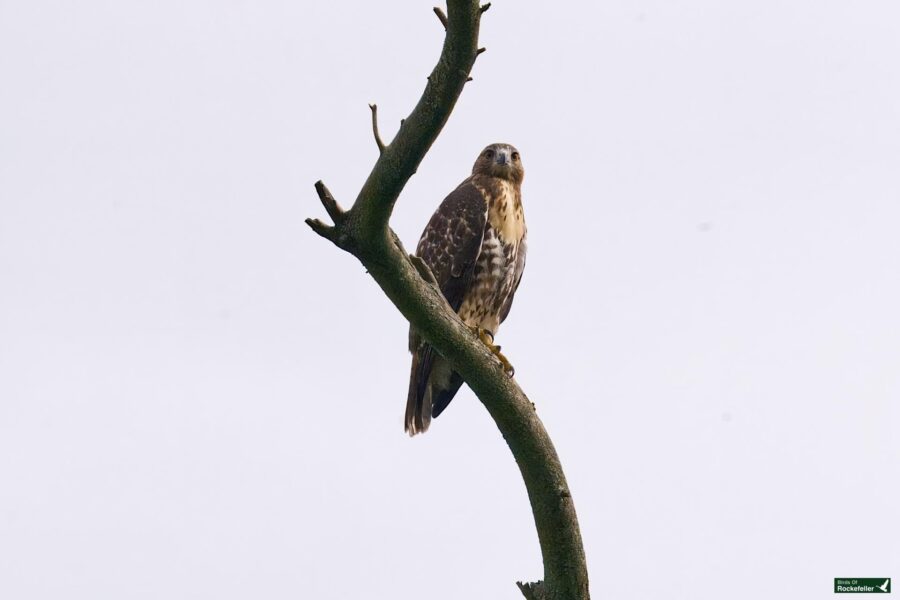 A hawk perched on a bare branch against a pale sky.