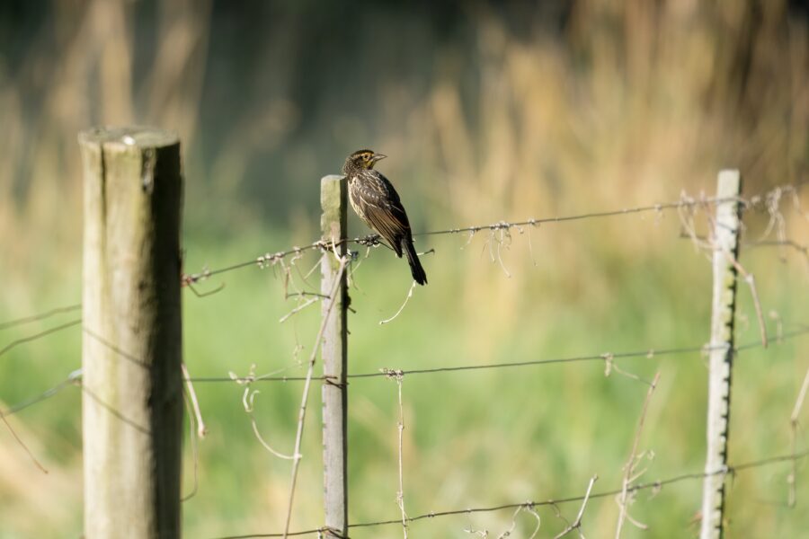 A small bird is perched on a fence wire between wooden posts, with a blurred background of greenery.