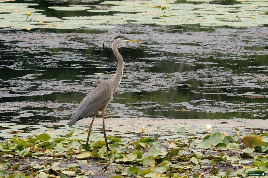 A tall grey heron stands in a pond with lily pads and green vegetation. The water appears slightly rippled and reflective.